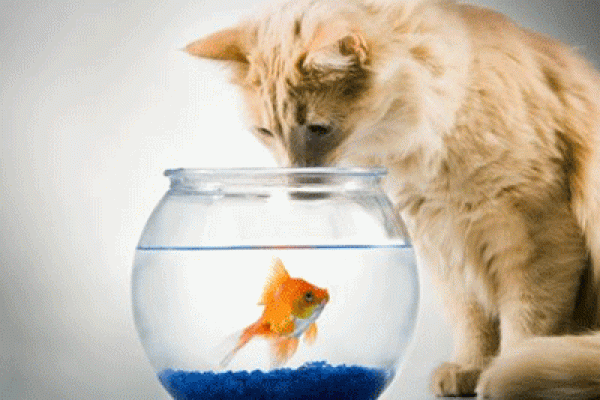 梦见猫吃蛇是什么预兆 梦见猫吃蛇是什么预兆