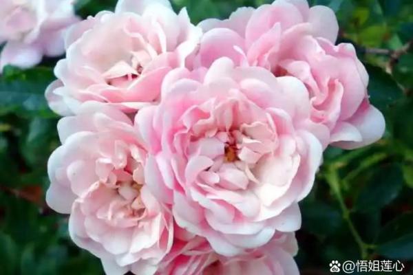 动土需要什么讲究 动土需要什么讲究