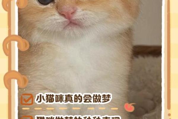 做梦梦见猫 做梦梦见猫
