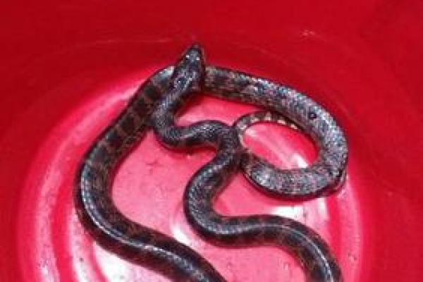 女人梦见红色的蛇有什么预兆 女人梦见红色的蛇有什么预兆