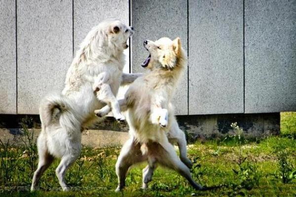 梦见狗打架是什么意思 梦见狗打架是什么意思