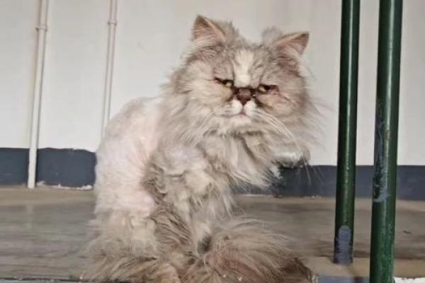 女人梦见猫咬手甩不掉 女人梦见猫咬手甩不掉