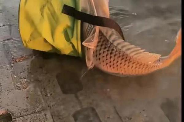 梦到捡鱼是什么征兆 梦到捡鱼是什么征兆