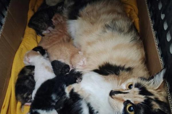 梦见小猫生了好多猫仔 梦见小猫生了好多猫仔