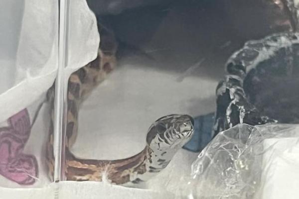 梦见蛇蜕皮是什么预兆 梦见蛇蜕皮是什么预兆