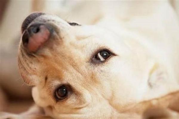 做梦梦到狗咬是什么兆头 做梦梦到狗咬是什么兆头