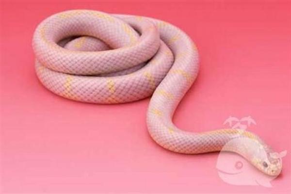 男人梦见蛇 男人梦见蛇