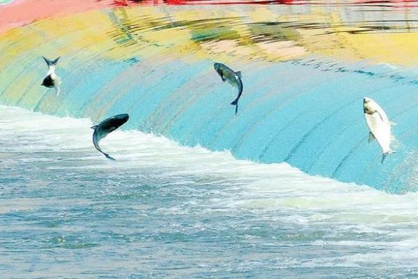 梦到鱼在水里游是什么意思 梦到鱼在水里游是什么意思