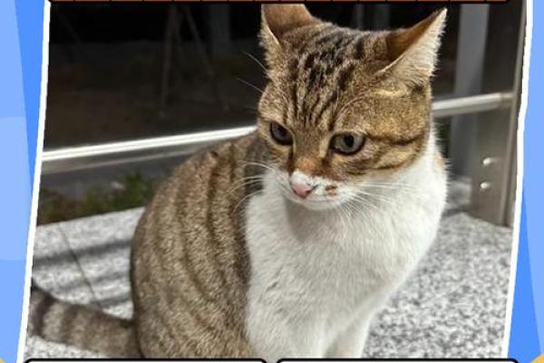 梦到小猫是什么征兆 梦到小猫是什么征兆