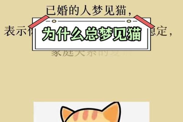梦到小猫是什么征兆 梦到小猫是什么征兆