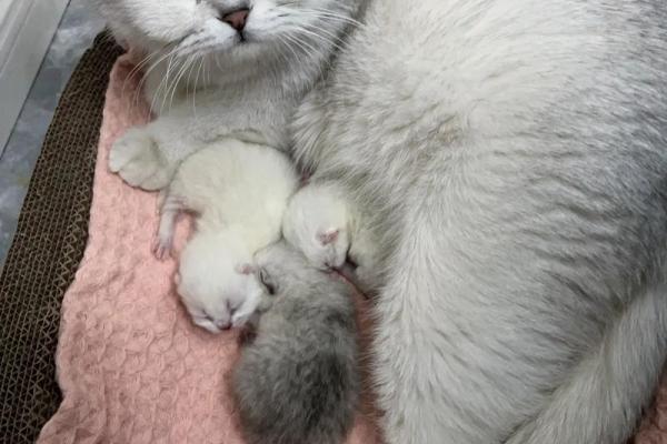 梦到猫生小猫是什么意思 梦到猫生小猫是什么意思