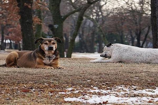 梦见狗咬自己的腿是什么预兆 梦见狗咬自己的腿是什么预兆