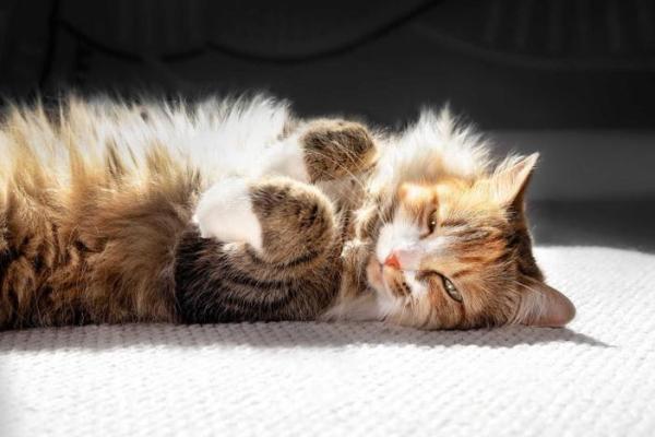 梦见狗咬自己的腿是什么预兆 梦见狗咬自己的腿是什么预兆