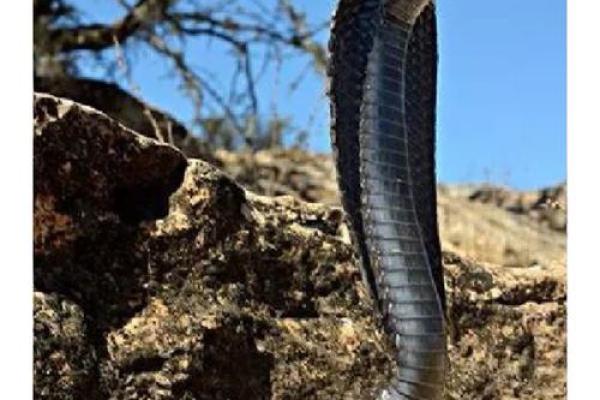 梦见身上有蛇 梦见身上有蛇