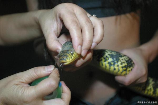 女人梦见被蛇咬手是什么征兆 女人梦见被蛇咬手是什么征兆