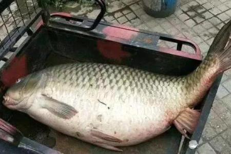 梦见自己吃鱼是什么意思周公解梦