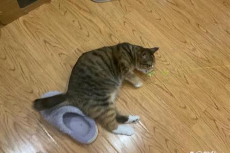 梦见猫死了是什么意思