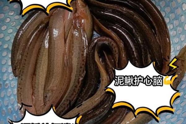女人梦到泥鳅鱼是什么征兆 女人梦到泥鳅鱼是什么征兆