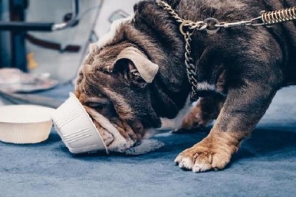 男人梦见狗咬自己财运怎么样 男人梦见狗咬自己财运怎么样