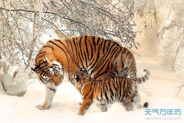 1998年虎女什么时候结婚 1998属虎最佳结婚年龄 1998年虎女什么时候结婚 1998属虎最佳结婚年龄