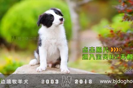2018年狗宝宝最适合用什么字来起名 -华易网姓名